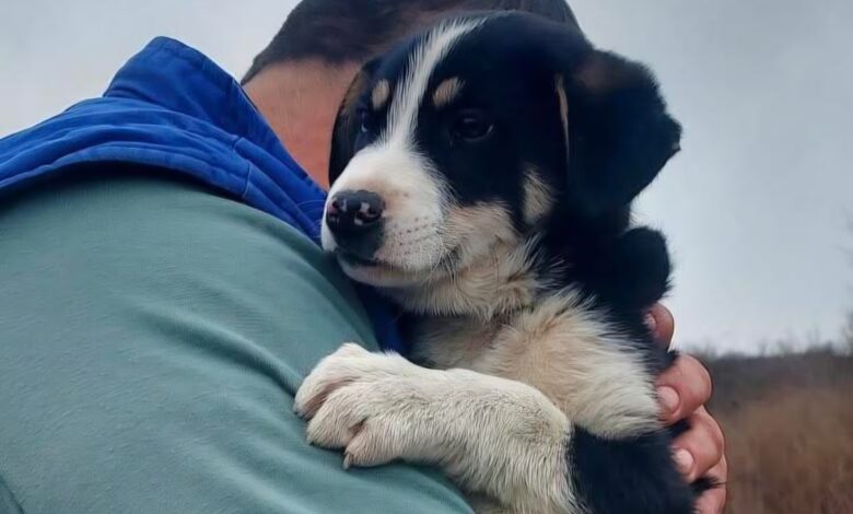 Proprietar | MyTex.ro