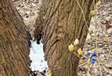 la Brașov se vor face și două grădinițe | MyTex.ro