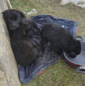 Amenzi pentru cei care își lasă câinii liberi pe străzi: Primăria din județul Brașov care anunță controale și sancțiuni de până la 12.000 de lei pentru abandon 12 Amenzi | MyTex.ro