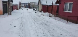 Amenzi pentru cei care își lasă câinii liberi pe străzi: Primăria din județul Brașov care anunță controale și sancțiuni de până la 12.000 de lei pentru abandon 14 Amenzi | MyTex.ro