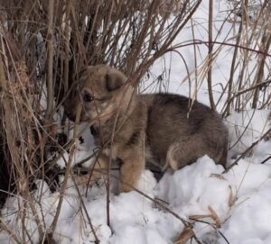 Amenzi pentru cei care își lasă câinii liberi pe străzi: Primăria din județul Brașov care anunță controale și sancțiuni de până la 12.000 de lei pentru abandon 11 Amenzi | MyTex.ro