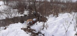 Amenzi pentru cei care își lasă câinii liberi pe străzi: Primăria din județul Brașov care anunță controale și sancțiuni de până la 12.000 de lei pentru abandon 13 Amenzi | MyTex.ro