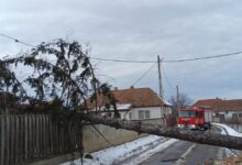 Intervenții în județul Covasna, în urma vântului puternic 5 Depășire | MyTex.ro
