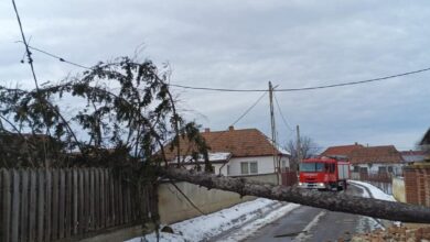 alimentele funcționale | MyTex.ro