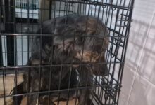 Mai multe ONG-uri, inclusiv din Brașov, au preluat de urgență din câinii care au scăpat cu viață din „iadul" de la Suraia / De ce nu poate ajuta și adăpostul public din Brașov 5 Telecabina și Panoramicul | MyTex.ro