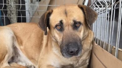 Microcipare | MyTex.ro