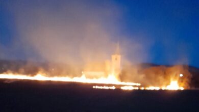 Vegetație | MyTex.ro