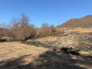 Vegetație | MyTex.ro