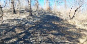 Vegetație | MyTex.ro