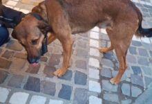 Câini nesupravegheați în Centrul Istoric din Brașov: unul dintre proprietari va fi sancționat după intervenția Poliției Locale 3 | MyTex.ro