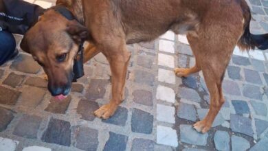 Câini nesupravegheați în Centrul Istoric din Brașov: unul dintre proprietari va fi sancționat după intervenția Poliției Locale 5 | MyTex.ro