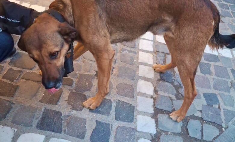 Câini nesupravegheați în Centrul Istoric din Brașov: unul dintre proprietari va fi sancționat după intervenția Poliției Locale 3 Brașov | MyTex.ro