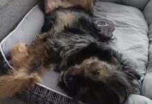 Alertă de drăgălășenie: Salvat de pe străzile din Brașov, Grivei se bucură de căldura unui cămin la bloc (VIDEO) 4 | MyTex.ro