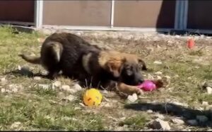 Adăpostul | MyTex.ro