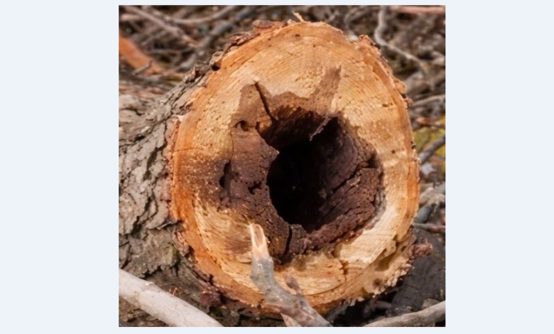 George Scripcaru | MyTex.ro