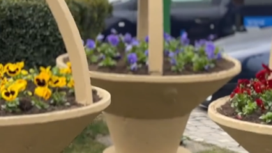 Brașovul „se primenește”: Primăria a dat startul curățeniei de primăvară. Peste 10 specii de plante noi și 14 sensuri giratorii reamenajate 7 Ştiaţi că | MyTex.ro