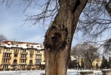 Alertă în Brașov: 32 de arbori periculoși vor fi tăiați de urgență de sub Tâmpa și din Parcul Dima 3 | MyTex.ro