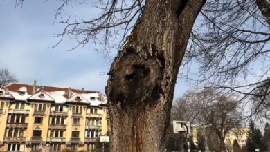 La Cocoș | MyTex.ro