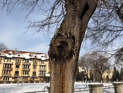 Alertă în Brașov: 32 de arbori periculoși vor fi tăiați de urgență de sub Tâmpa și din Parcul Dima 3 Braşov | MyTex.ro