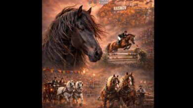 Primăria Brașov explică tăierile de arbori din municipiu | MyTex.ro