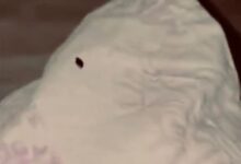 Alertă pentru turiști în Predeal: Ploșnițe semnalate din nou la o unitate de cazare 5 România | MyTex.ro