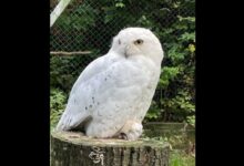 Iarnă autentică la Brașov | MyTex.ro