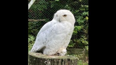 Centru eLiberare la Brașov | MyTex.ro