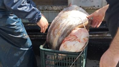 Au apărut mieii | MyTex.ro