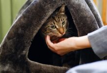 Ce s-a găsit în neregulă | MyTex.ro