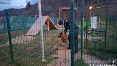 Câine Malinois, care rătăcea pe lângă Lacul Noua din Brașov, dus la adăpost. Nu era microcipat 29 Destinația | MyTex.ro