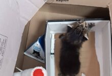 Râșnov. Abandonat într-o cutie, la gunoi, un puiuț de pisică a fost salvat în ultima clipă de angajații de la salubritate / În grija Primăriei... 9 | MyTex.ro