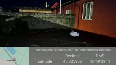 Intervenție neobișnuită în Brașov: o lebădă rătăcită, salvată după o furtună în Feldioara 5 Brașovul se va „încărca” (și) electric | MyTex.ro
