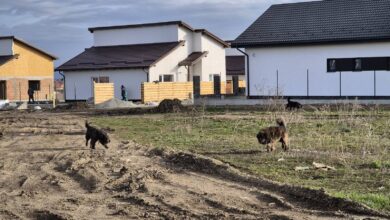 De ce e bine să ținem Moșii de vară | MyTex.ro