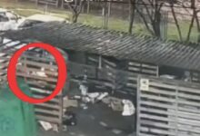 Nicușor Dan | MyTex.ro