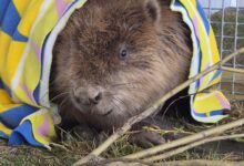 Castor rătăcit din cauza defrișărilor și fugărit de câini, salvat după o intervenție inedită lângă Brașov 5 Sălile de jocuri de noroc | MyTex.ro