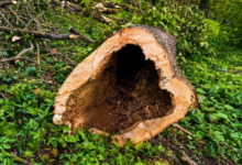 Pentru Eroii din Bătălia Brașovului | MyTex.ro