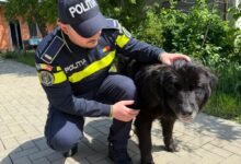 Câine abandonat pe un câmp lângă Brașov, salvat după ce un martor a sunat la Poliție. Proprietarul a fost amendat 5 Brașov | MyTex.ro