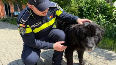 Câine abandonat pe un câmp lângă Brașov, salvat după ce un martor a sunat la Poliție. Proprietarul a fost amendat 12 | MyTex.ro
