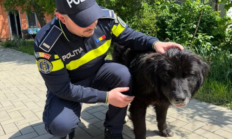 Câine abandonat pe un câmp lângă Brașov, salvat după ce un martor a sunat la Poliție. Proprietarul a fost amendat 3 Câine | MyTex.ro