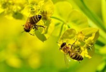 Stropiri cu insecticid în Râșnov: apicultorii, sfătuiți să își protejeze albinele 5 Primarul Brașovului vrea limitarea accesului auto în Centrul Istoric | MyTex.ro