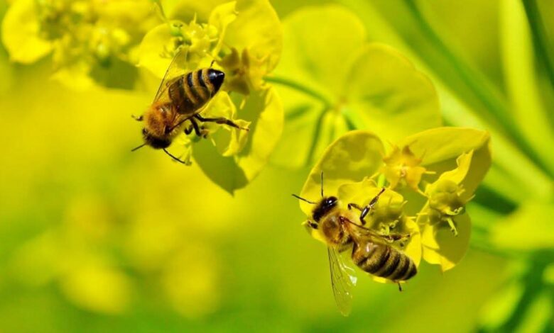 Stropiri cu insecticid în Râșnov: apicultorii, sfătuiți să își protejeze albinele 3 Râșnov | MyTex.ro