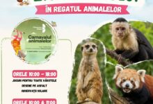 Și ZOO Brașov sărbătorește Ziua Copilului 5 DN 13 | MyTex.ro
