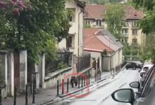 BRAȘOV. Urs în zona Facultății de Silvicultură! (Video) 3 | MyTex.ro