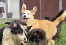 Încă un proces pierdut de Primăria Brașov | MyTex.ro