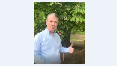 Premieră absolută în România, la Brașov! Un simbol al orașului, vechi de 250 de ani, salvat de la tăiere printr-o metodă revoluționară adusă din Italia 8 braşov | MyTex.ro