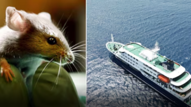 Hantavirus | MyTex.ro