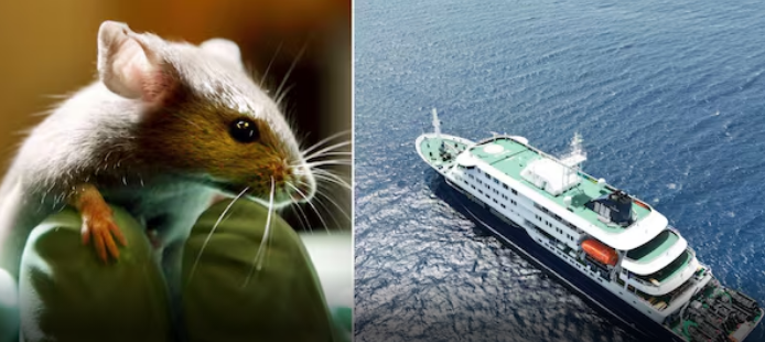Hantavirus | MyTex.ro