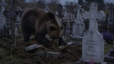 Alertă la BRAȘOV: Un urs sau o ursoaică cu pui provoacă distrugeri în cimitirul Bisericii Sfânta Treime – Tocile 7 15 stații noi de încărcare a mașinilor electrice la Brașov | MyTex.ro