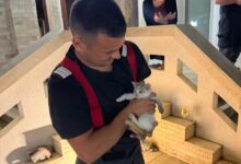 Salvare contracronometru pentru o pisicuță căzută 2 metri în scurgerea casei 3 | MyTex.ro