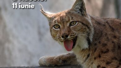 Ziua Internațională a Râsului, sărbătorită la Zoo Brașov 10 | MyTex.ro